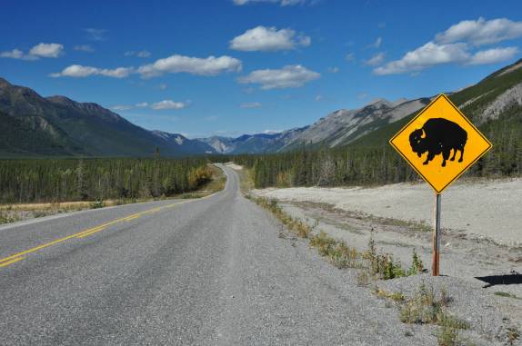 Cuidado com bisões! (Alaska Highway, na British Columbia, no Canadá)